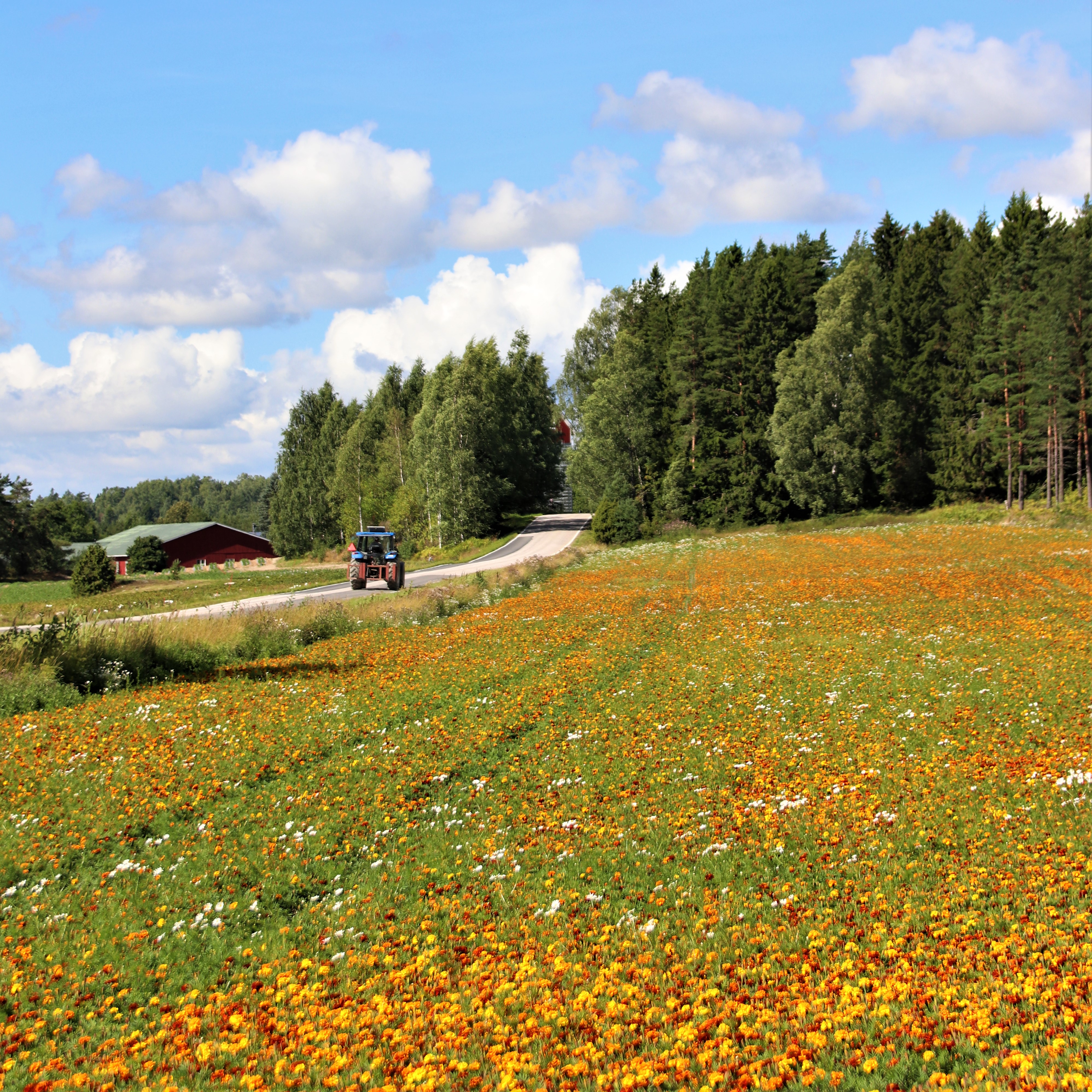 Silkkikukkapelto ja traktori Järvenkyläntiellä, kuva Iiris Kallajoki