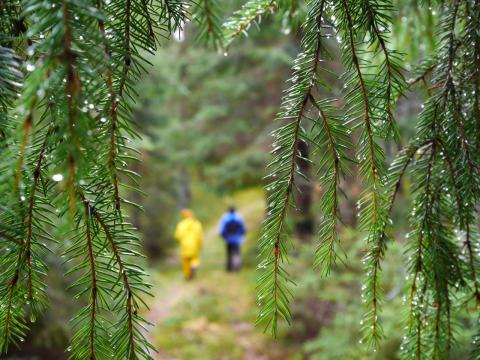 Retkeilijät metsäpolulla. Kuva: Tammireitit/Jouko Parviainen