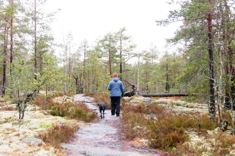 Koira kulkee Paimion polulla aina hihnassa. Kuva: Iiris Kallajoki / Tammireitit